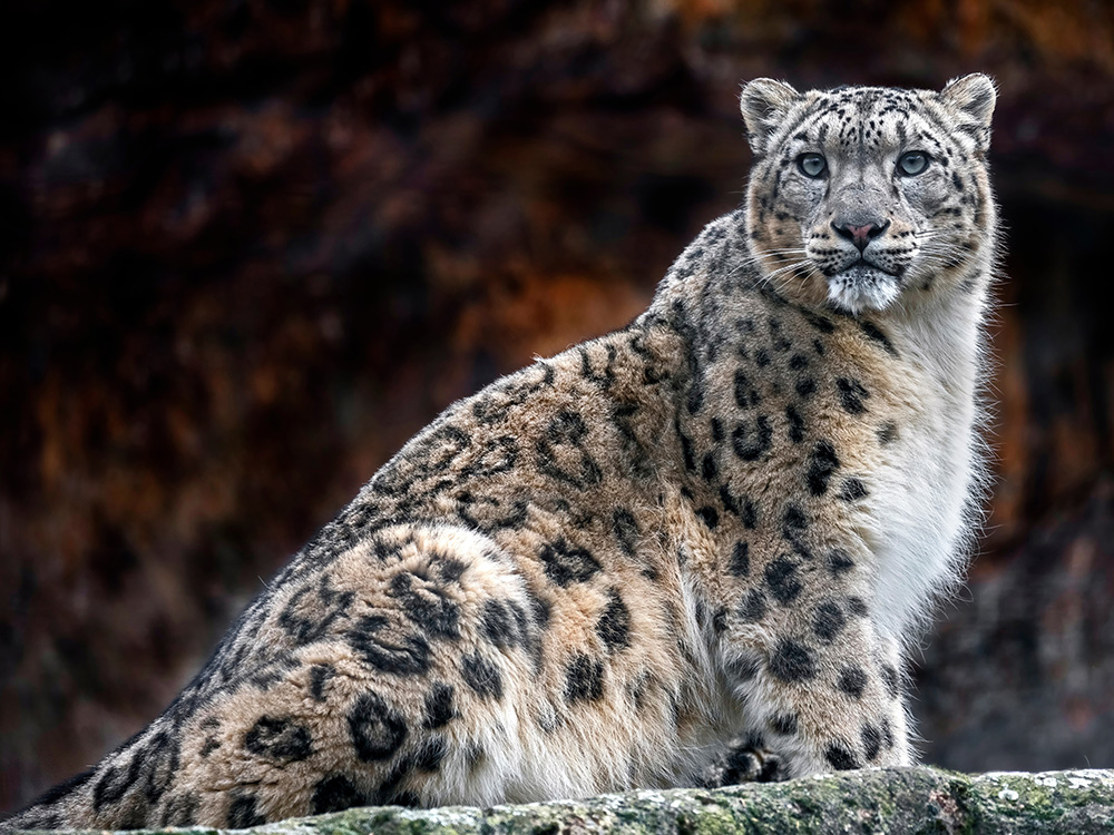 Schneeleo © AdobeStock