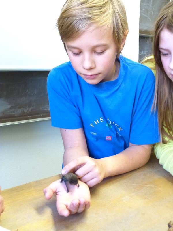 Die Schülerinnen und Schüler dürfen eine Fledermaus in die Hand nehmen.