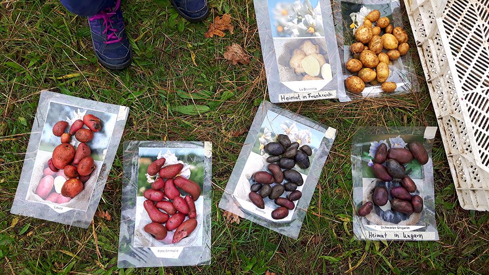 verschiedene Kartoffelsorten