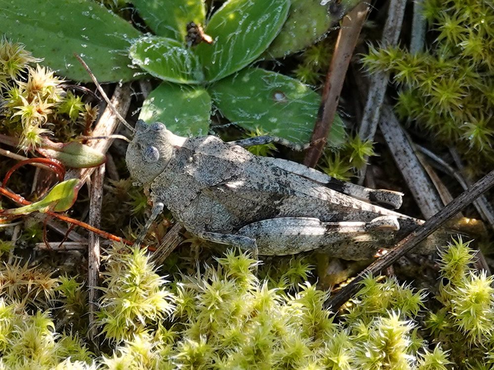 Blauflügelige Ödlandschrecke