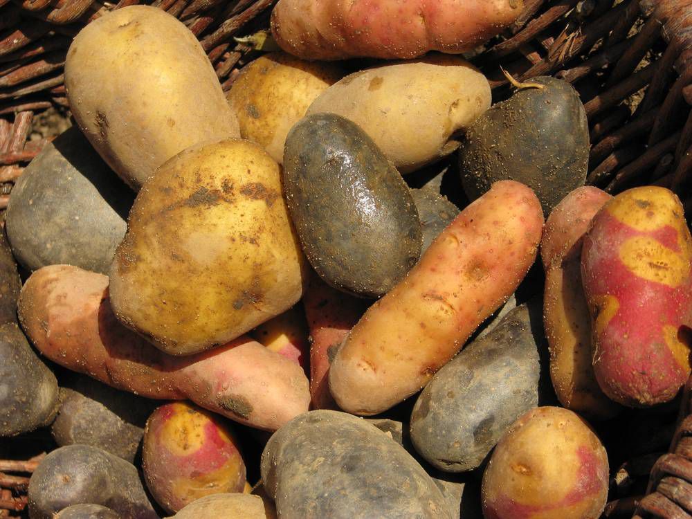 verschiedene Kartoffelsorten