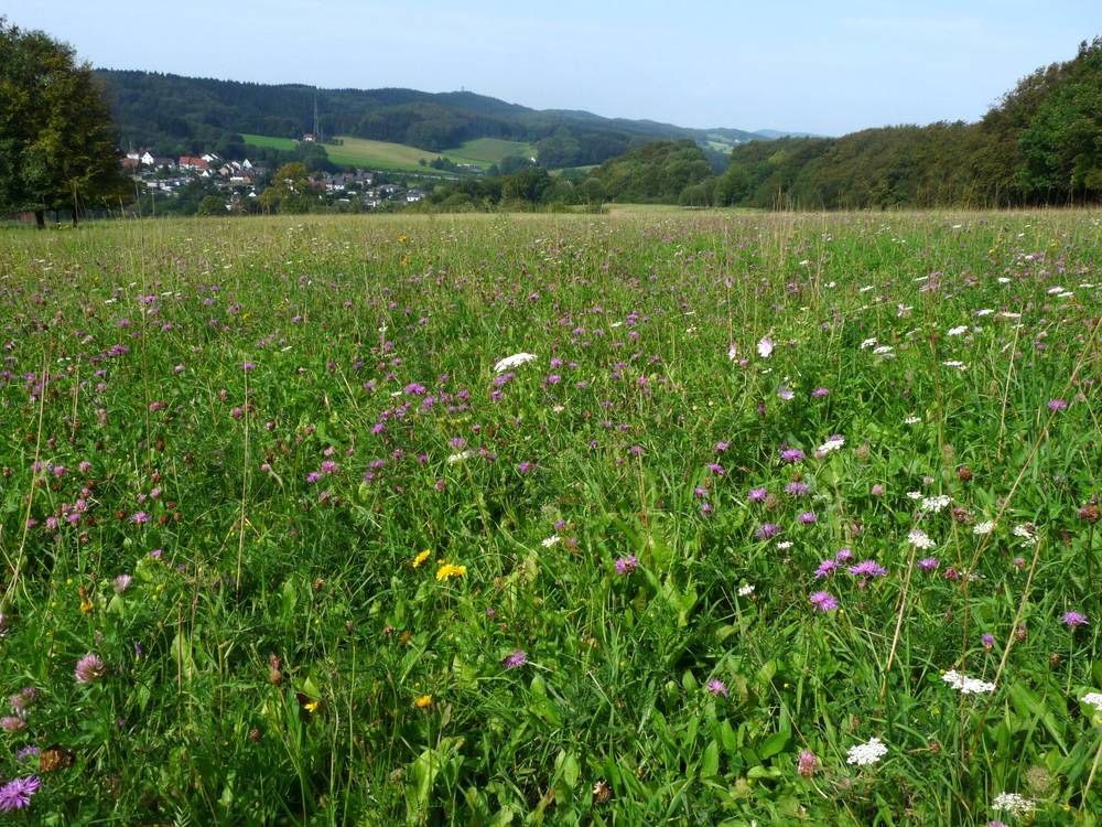 Die Landschaft beim Ubbedisser Berg